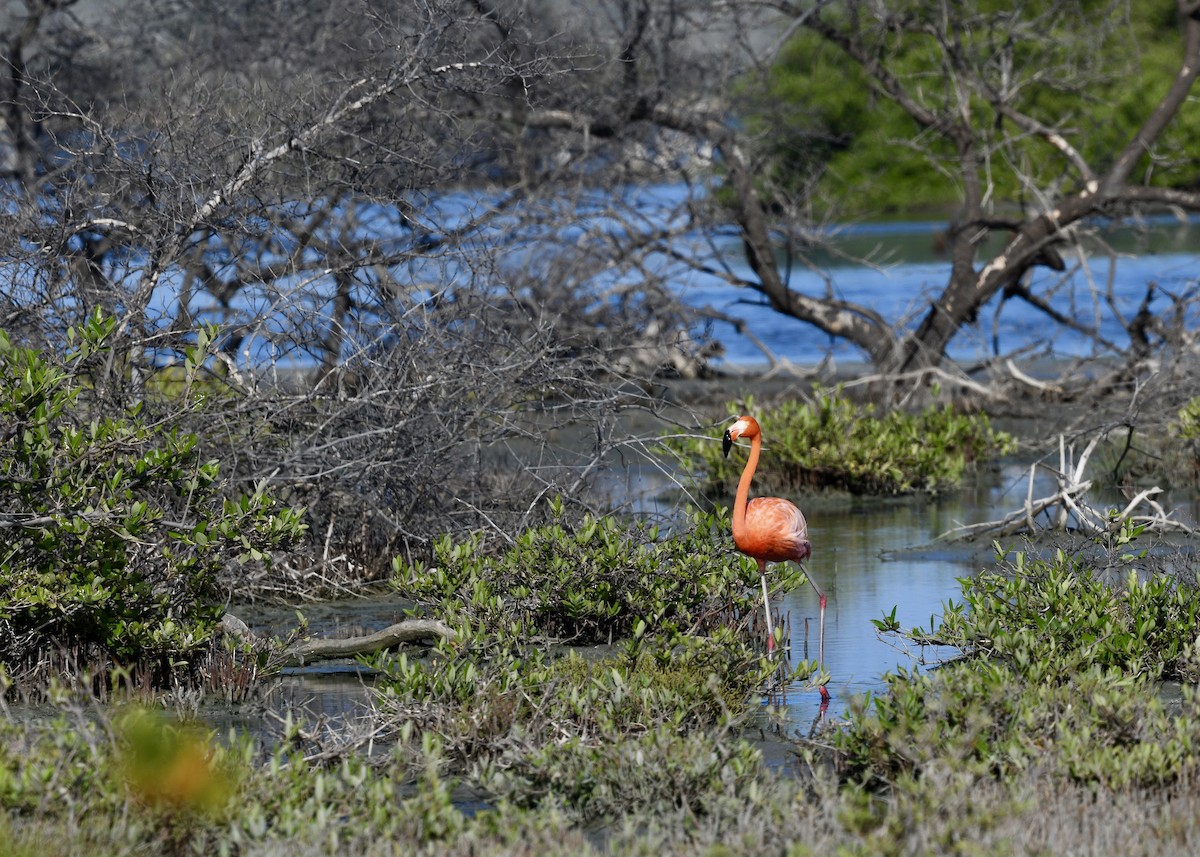 American Flamingo - ML647141095