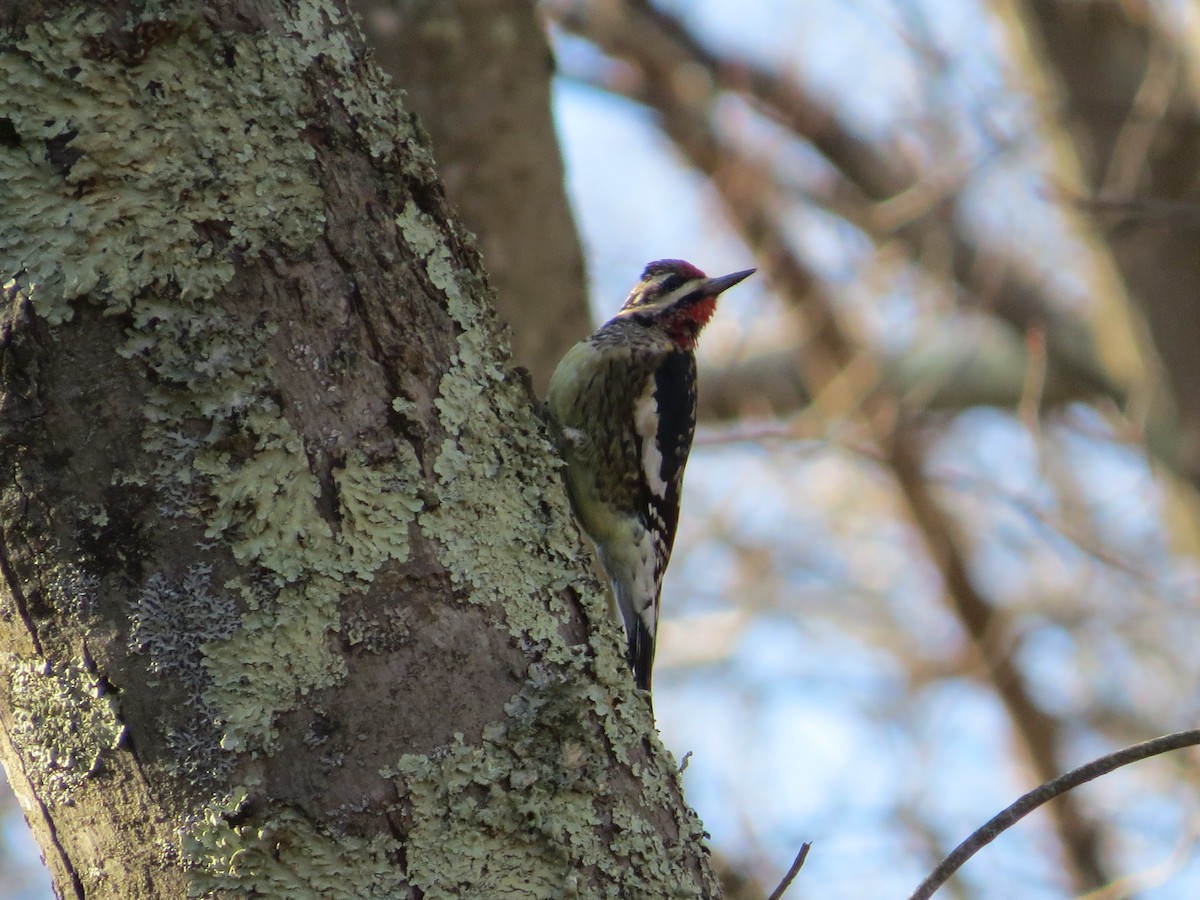 Yellow-bellied Sapsucker - ML647141097