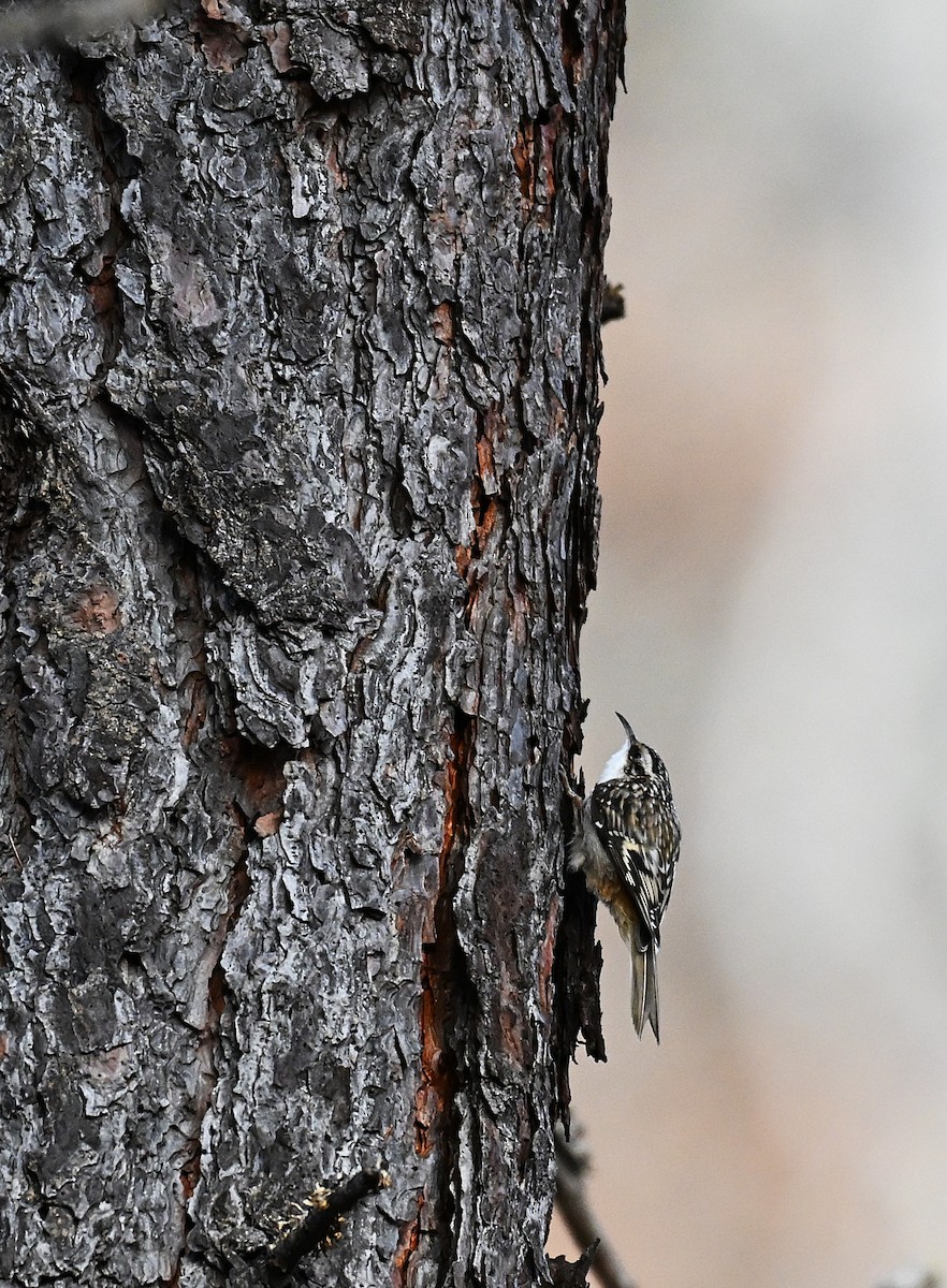 Brown Creeper - ML647141104