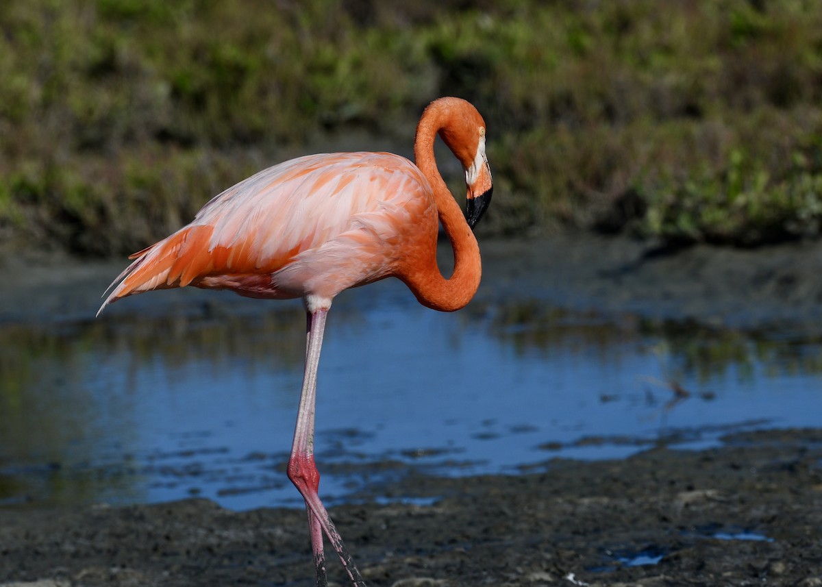 American Flamingo - ML647141107
