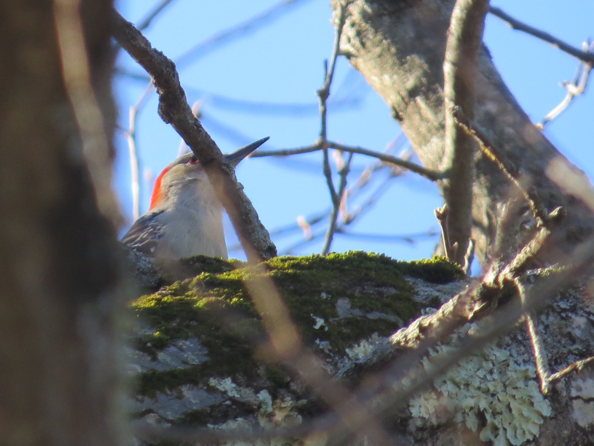 Red-bellied Woodpecker - ML647141108