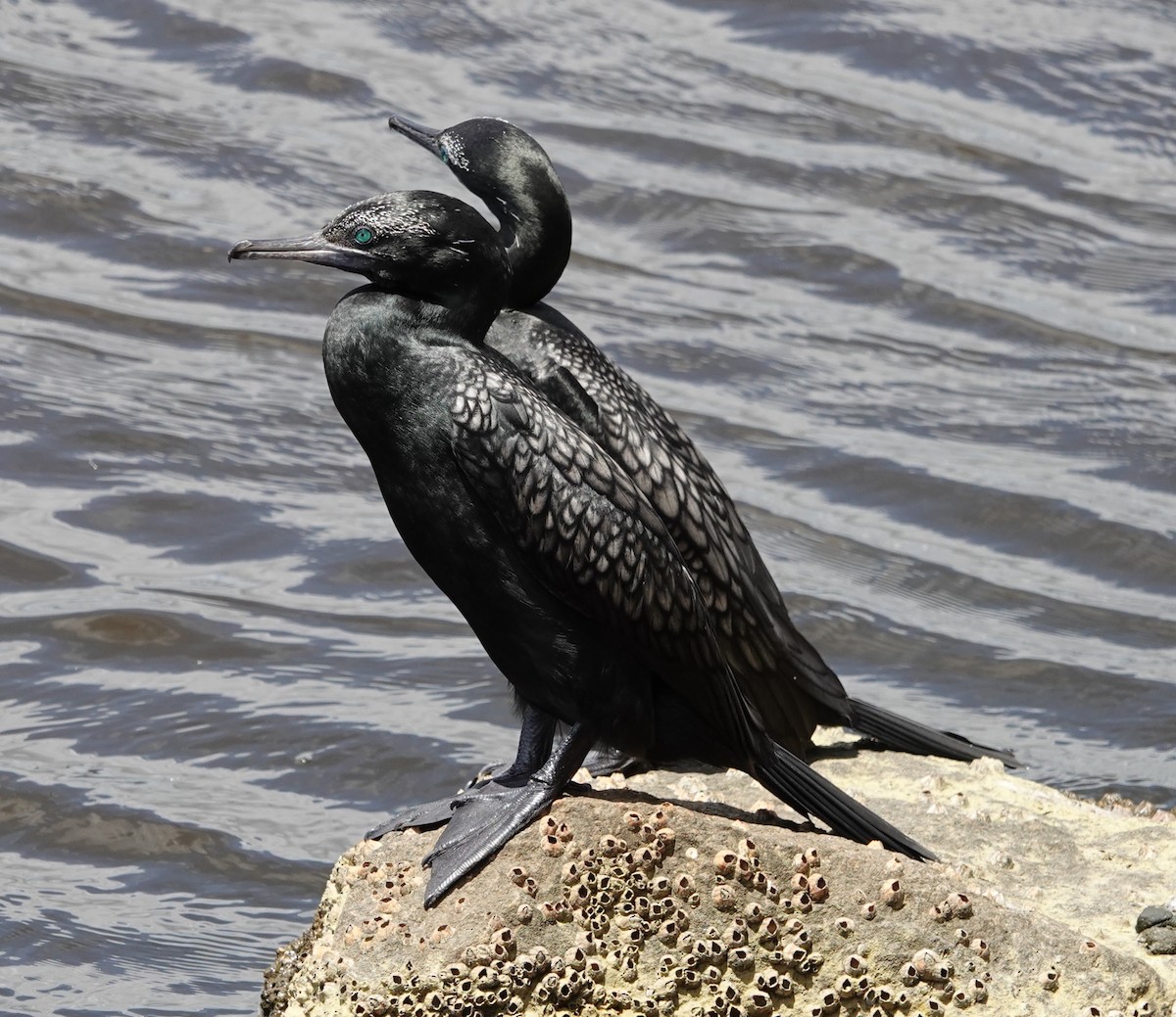 Little Black Cormorant - ML647141109