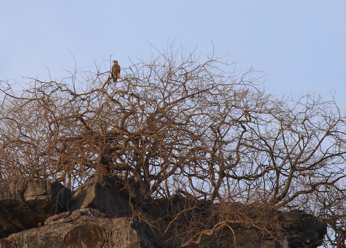 白肩鵰 - ML647141112