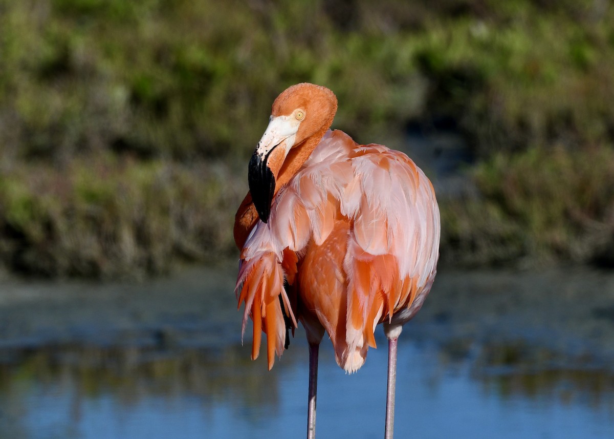 American Flamingo - ML647141113