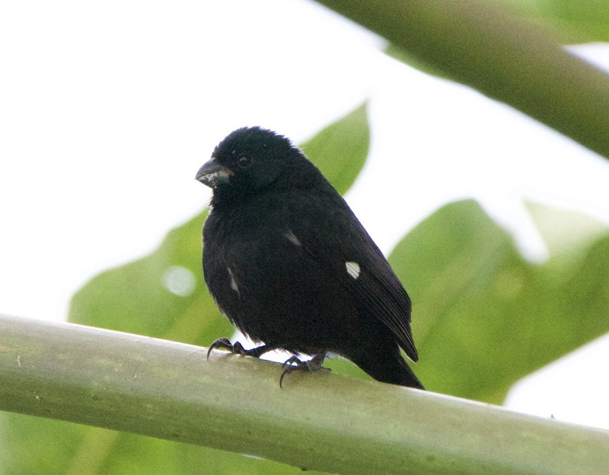 Чёрный просяночник - ML647141114