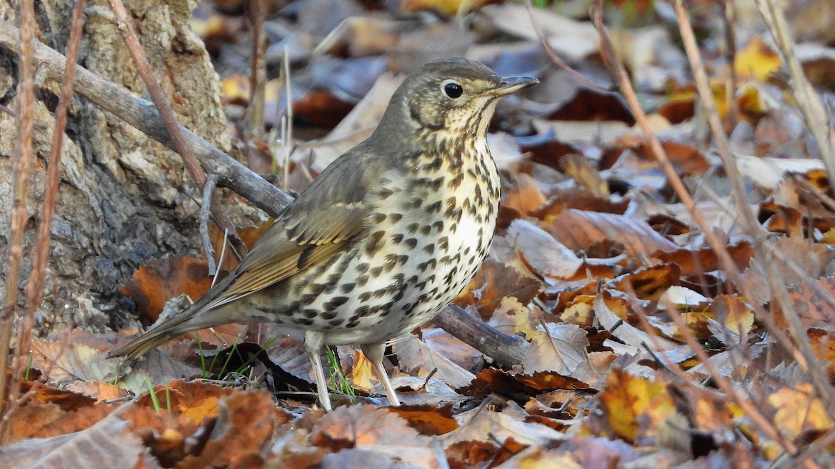 Song Thrush - ML647141118