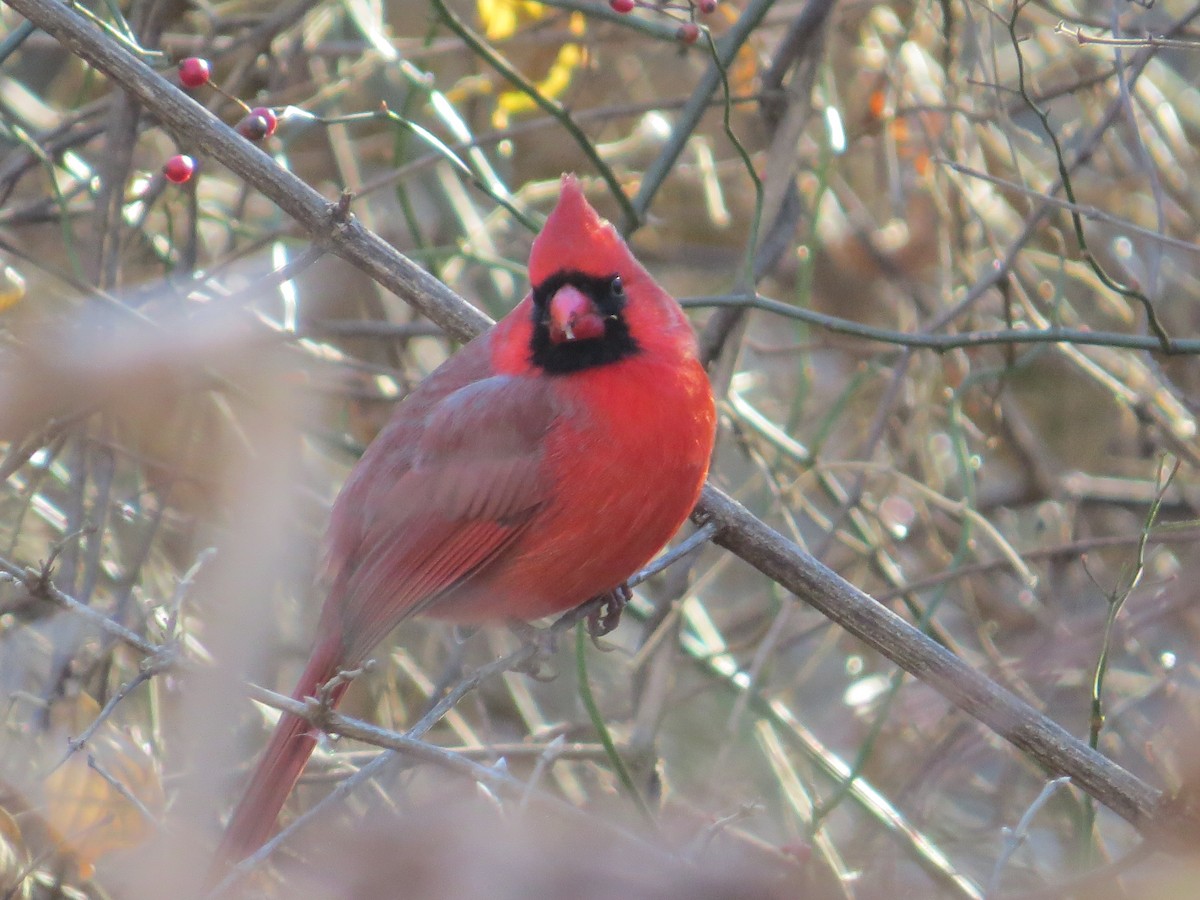 Northern Cardinal - ML647141119