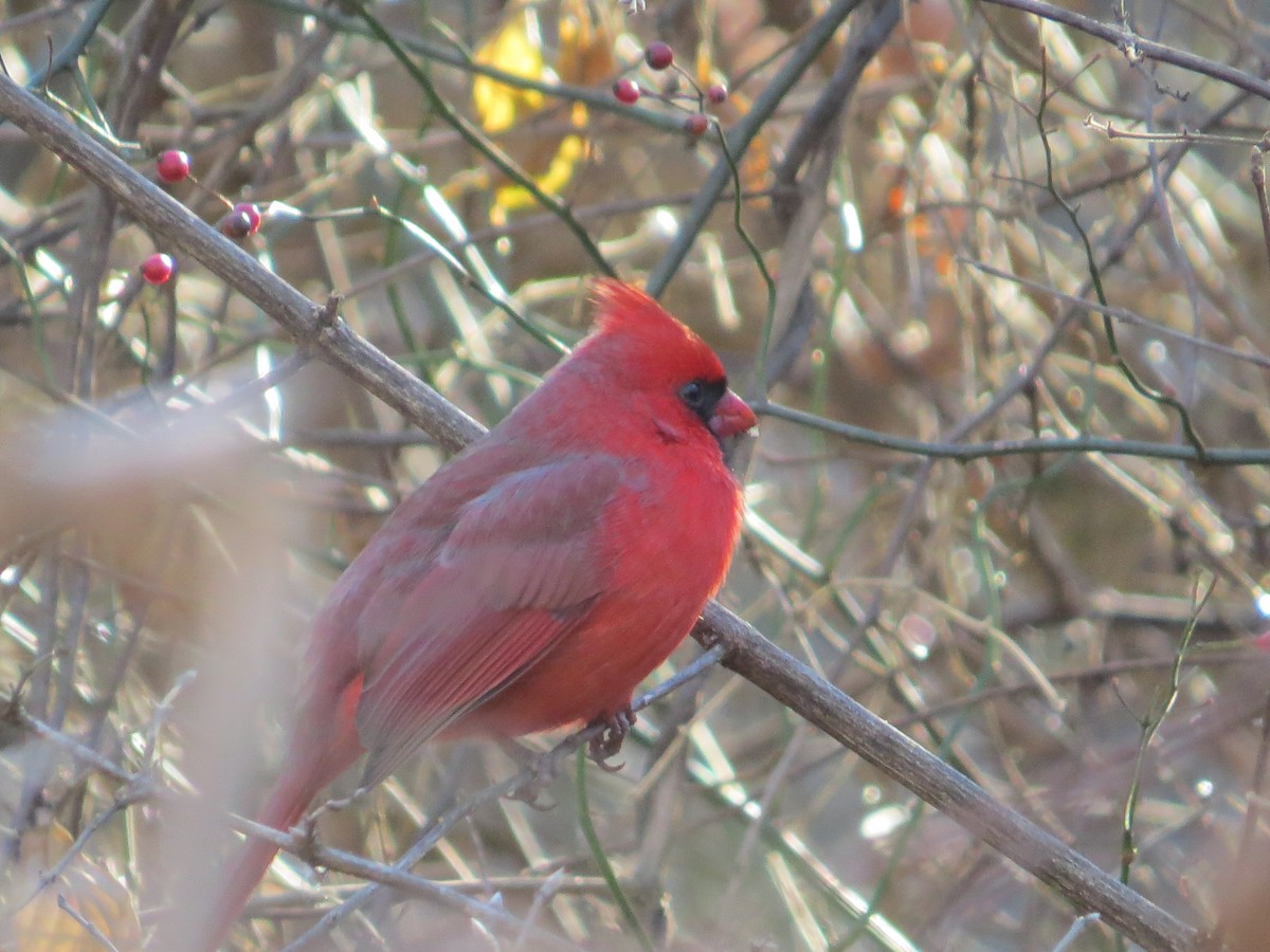 Northern Cardinal - ML647141120