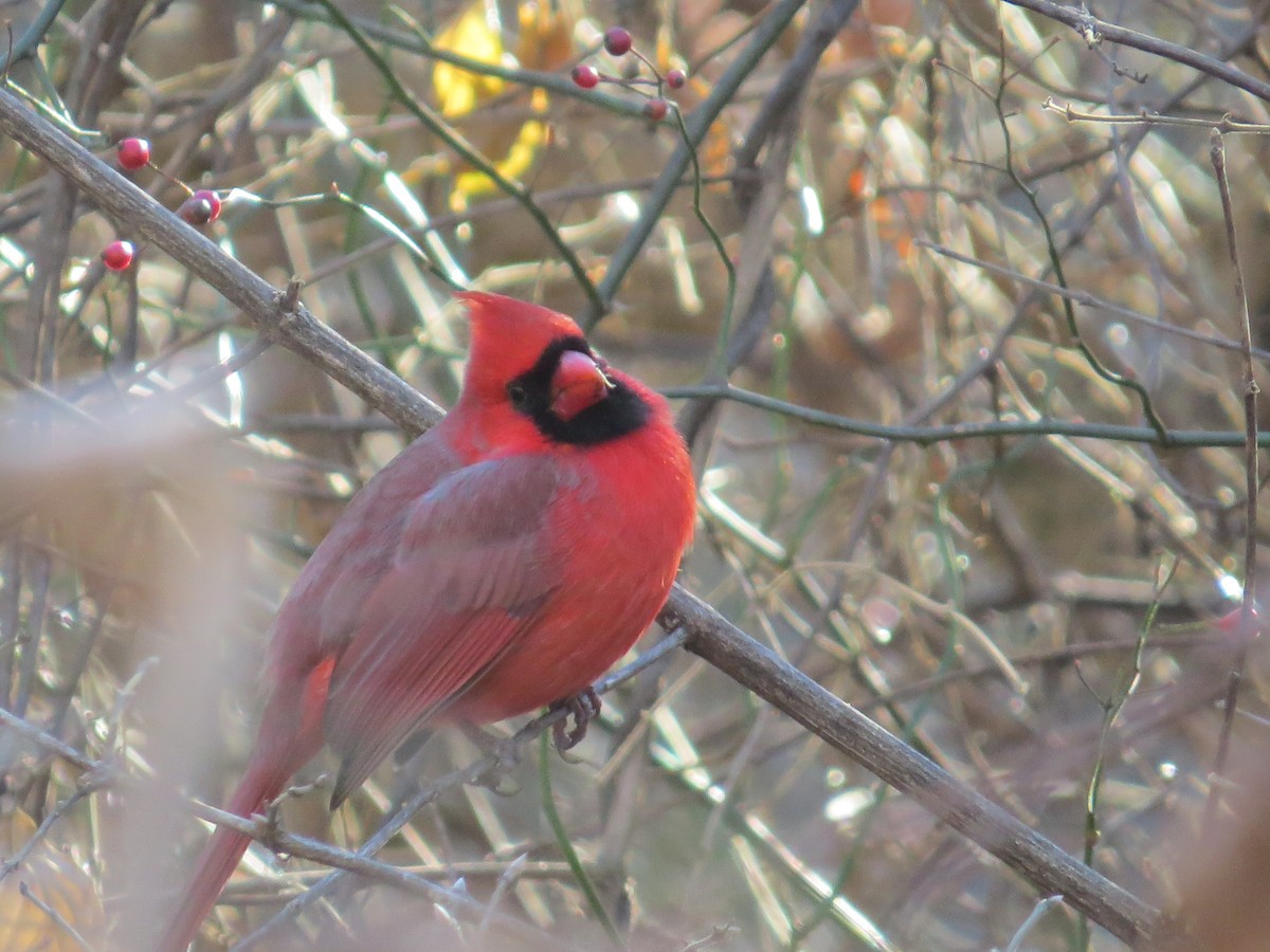 Northern Cardinal - ML647141121