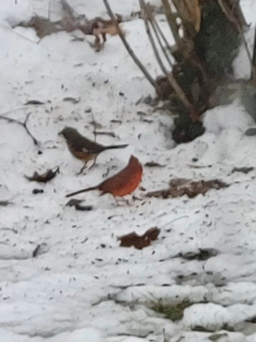 Rötelgrundammer - ML647141123