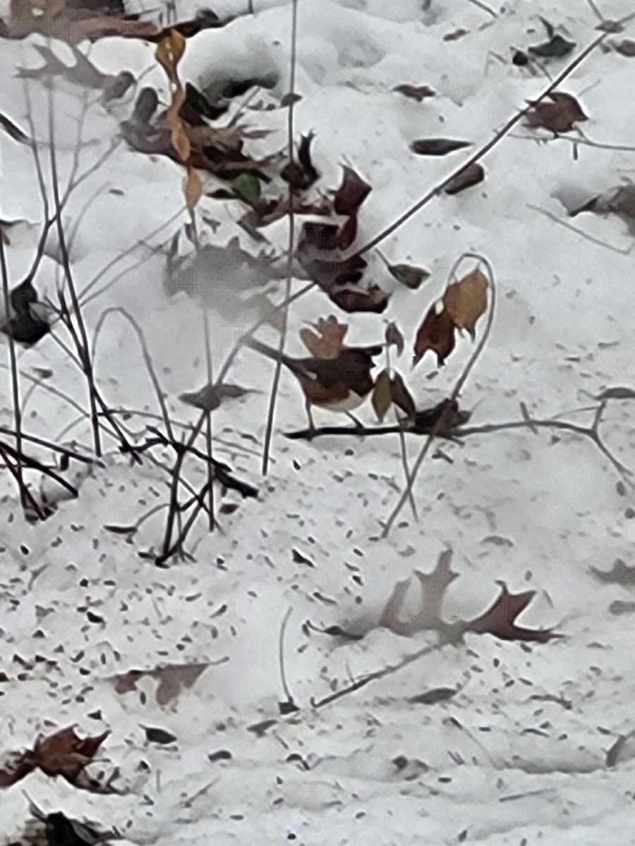 Rötelgrundammer - ML647141124