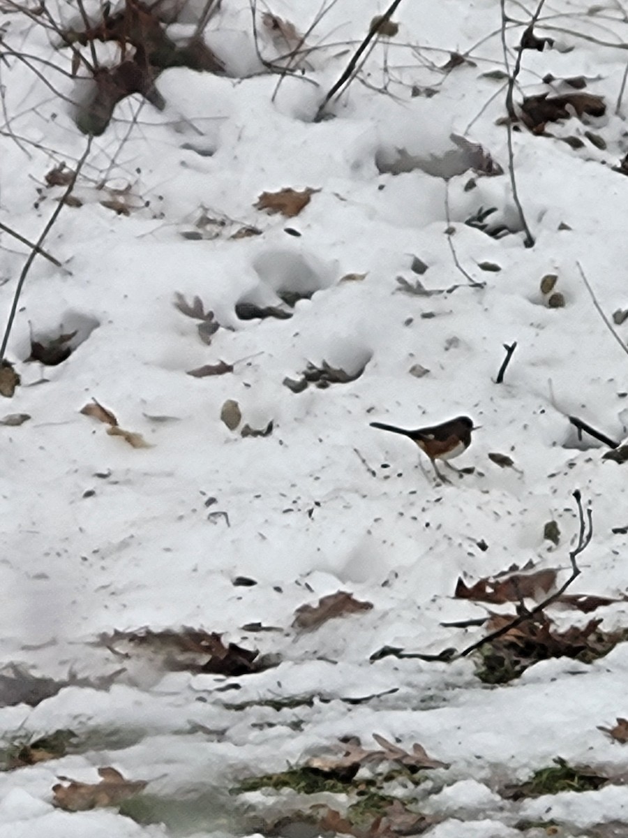 Rötelgrundammer - ML647141125