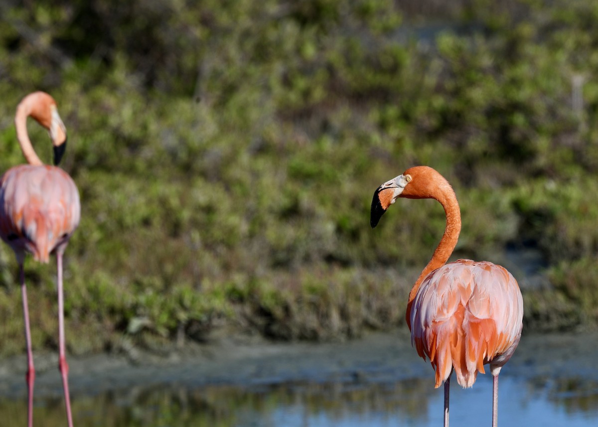 American Flamingo - ML647141133