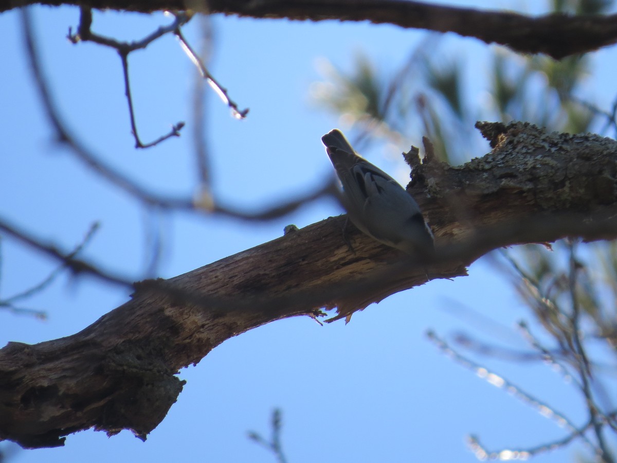 White-breasted Nuthatch - ML647141134