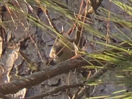 Brown-headed Nuthatch - ML647141139