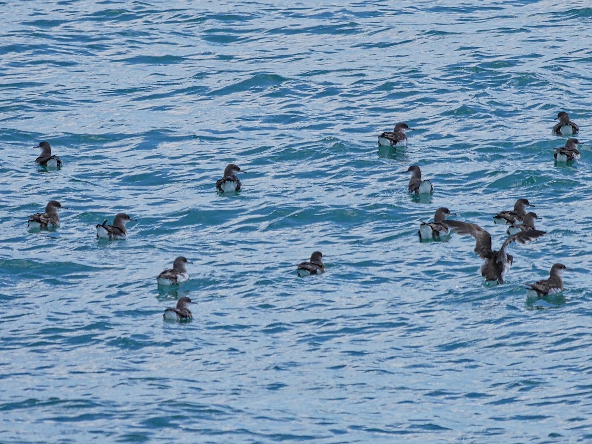 Буроспинный буревестник - ML647141140