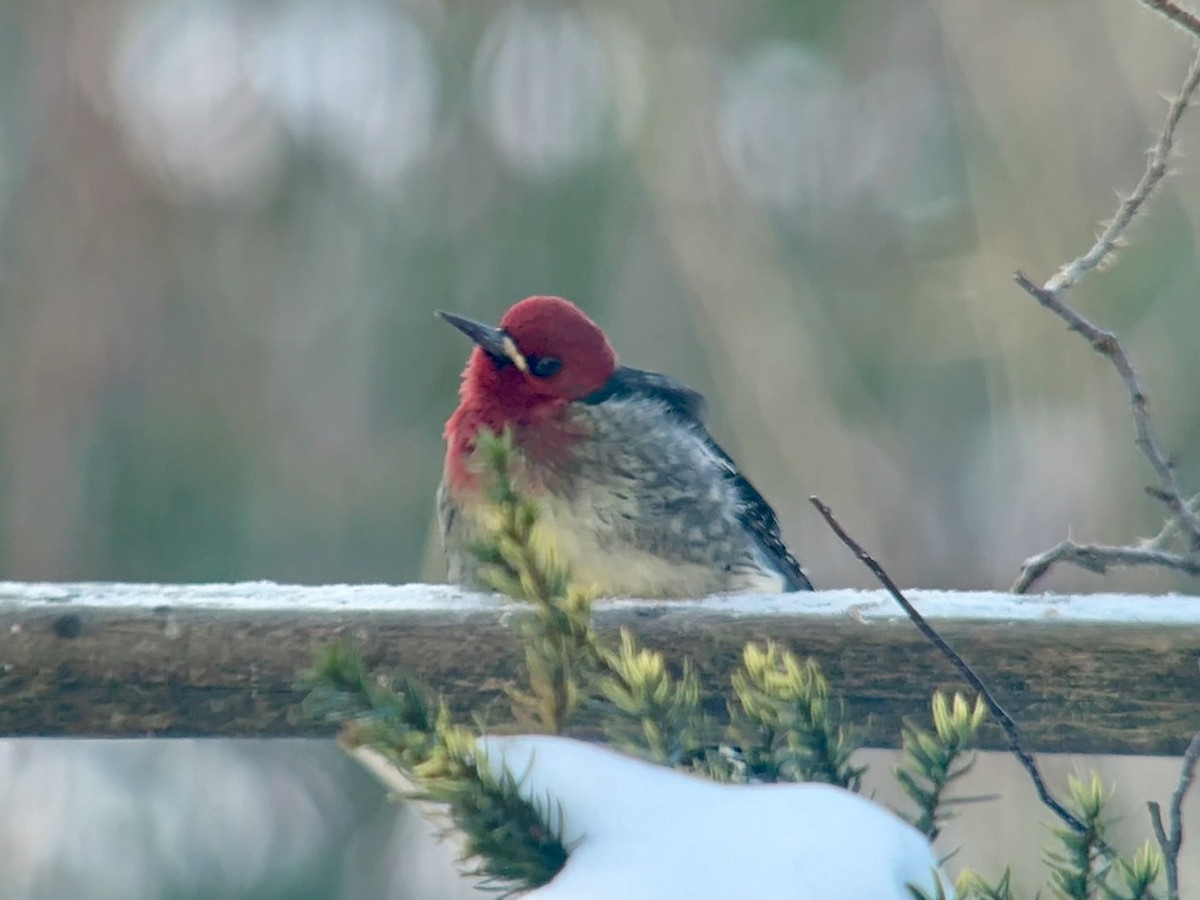 Red-breasted Sapsucker - ML647141147