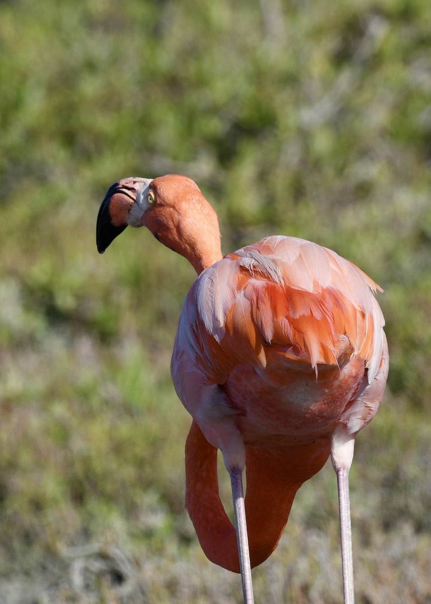 American Flamingo - ML647141149