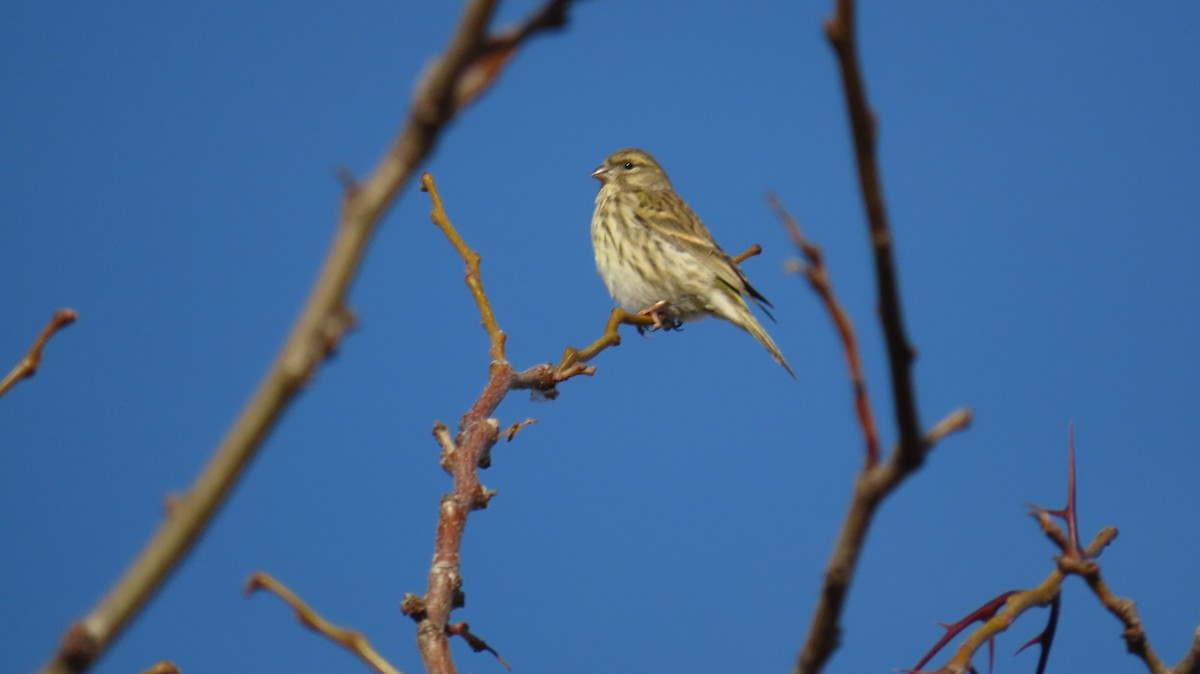 European Serin - ML647141151