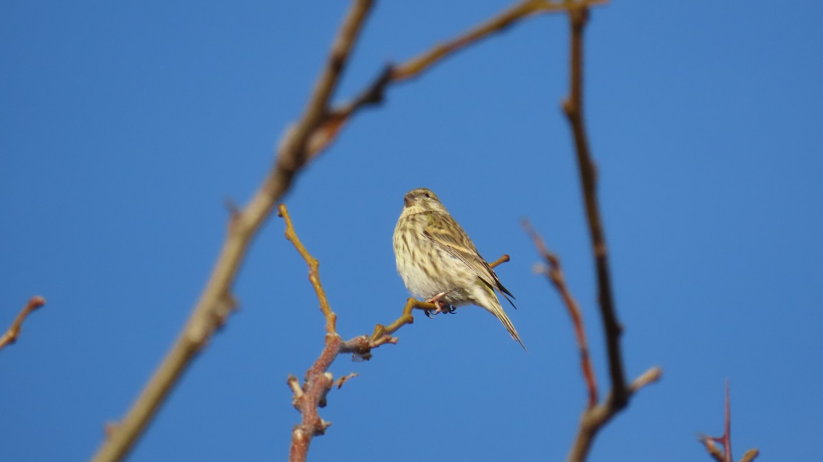 European Serin - ML647141152