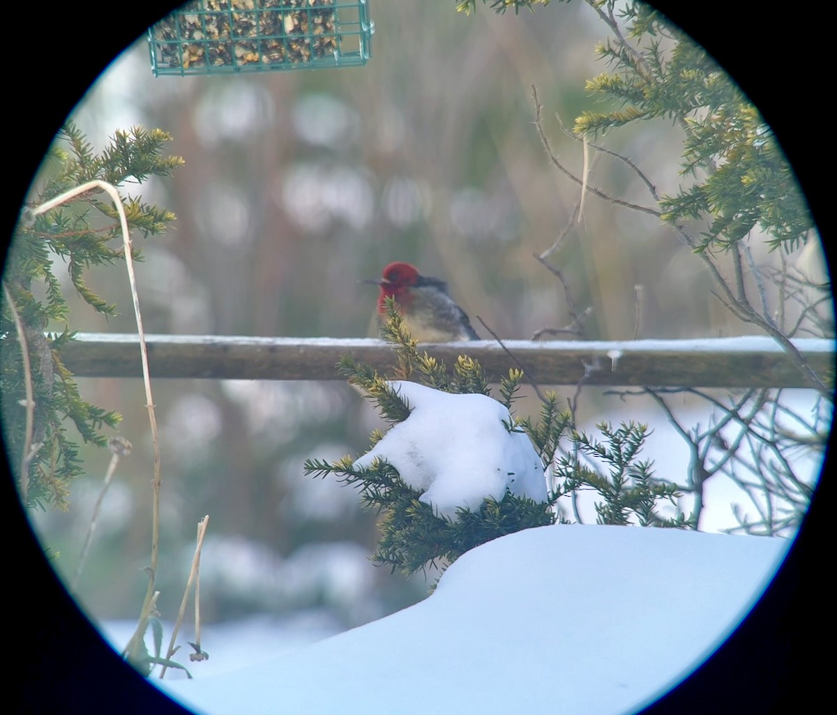 Red-breasted Sapsucker - ML647141153