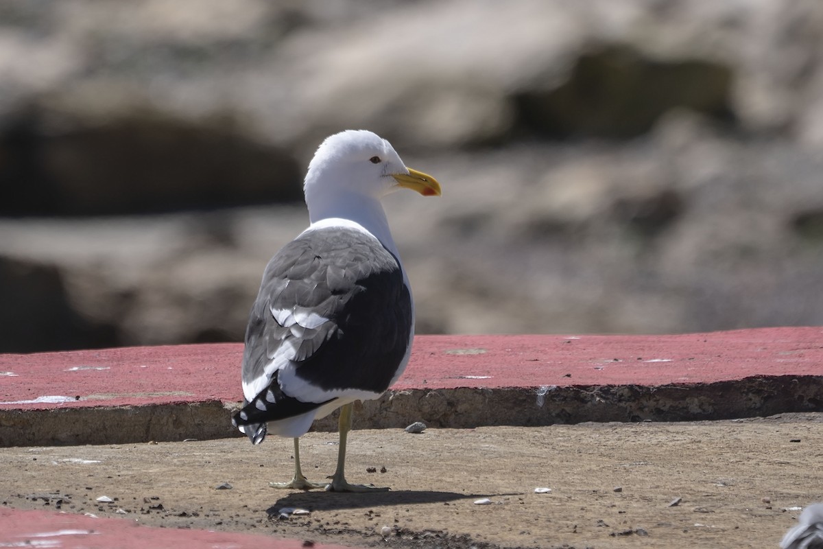 Kelp Gull - ML647141160