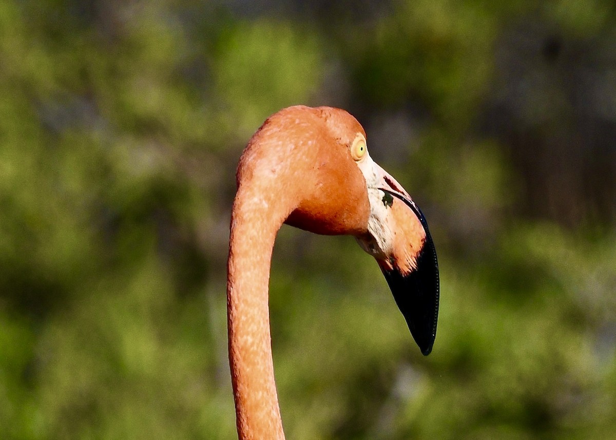 American Flamingo - ML647141162