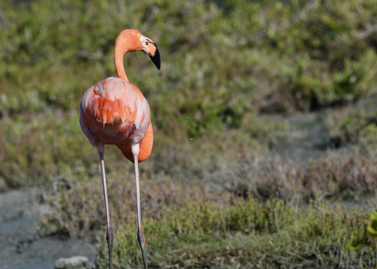 American Flamingo - ML647141166