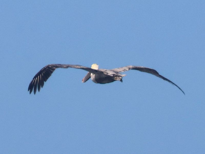 Brown Pelican - ML647141171