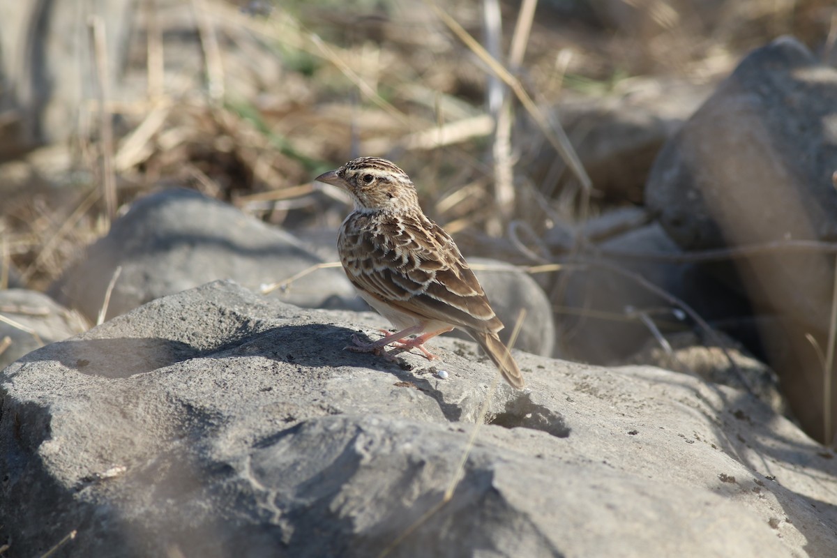 Singing Bushlark - ML647141173