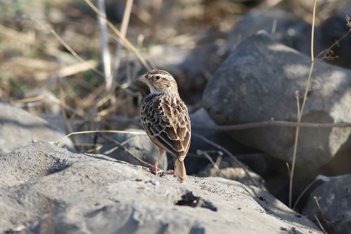 Singing Bushlark - ML647141174