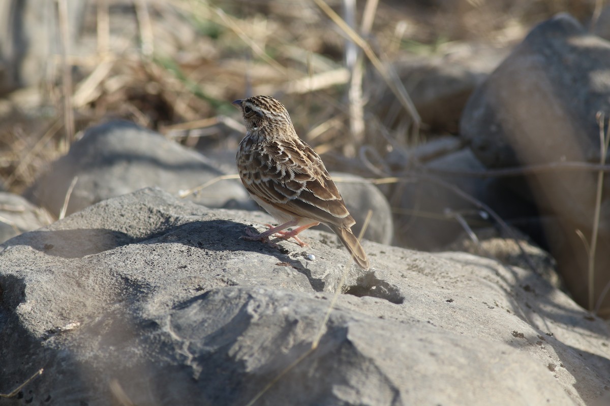 Singing Bushlark - ML647141175