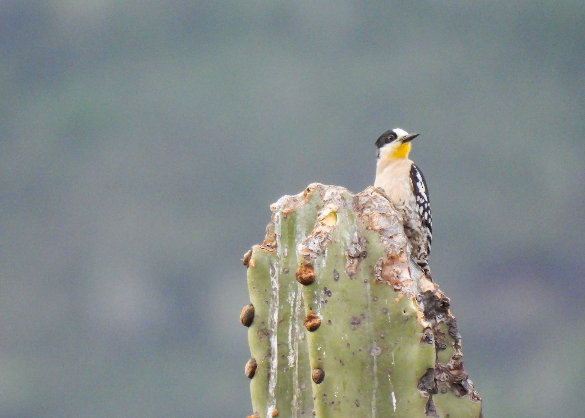 White-fronted Woodpecker - ML647141191