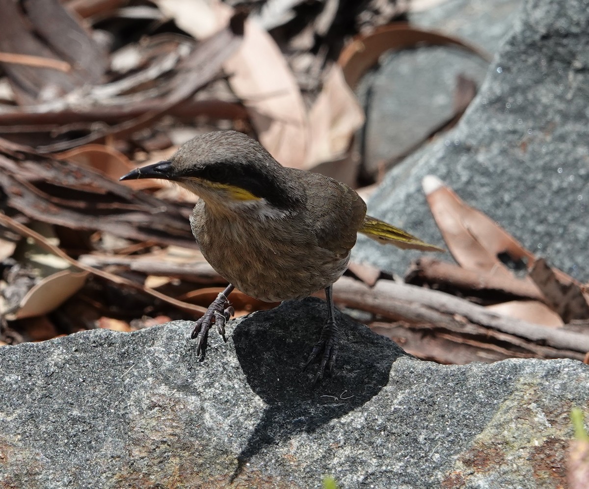 Singing Honeyeater - ML647141204