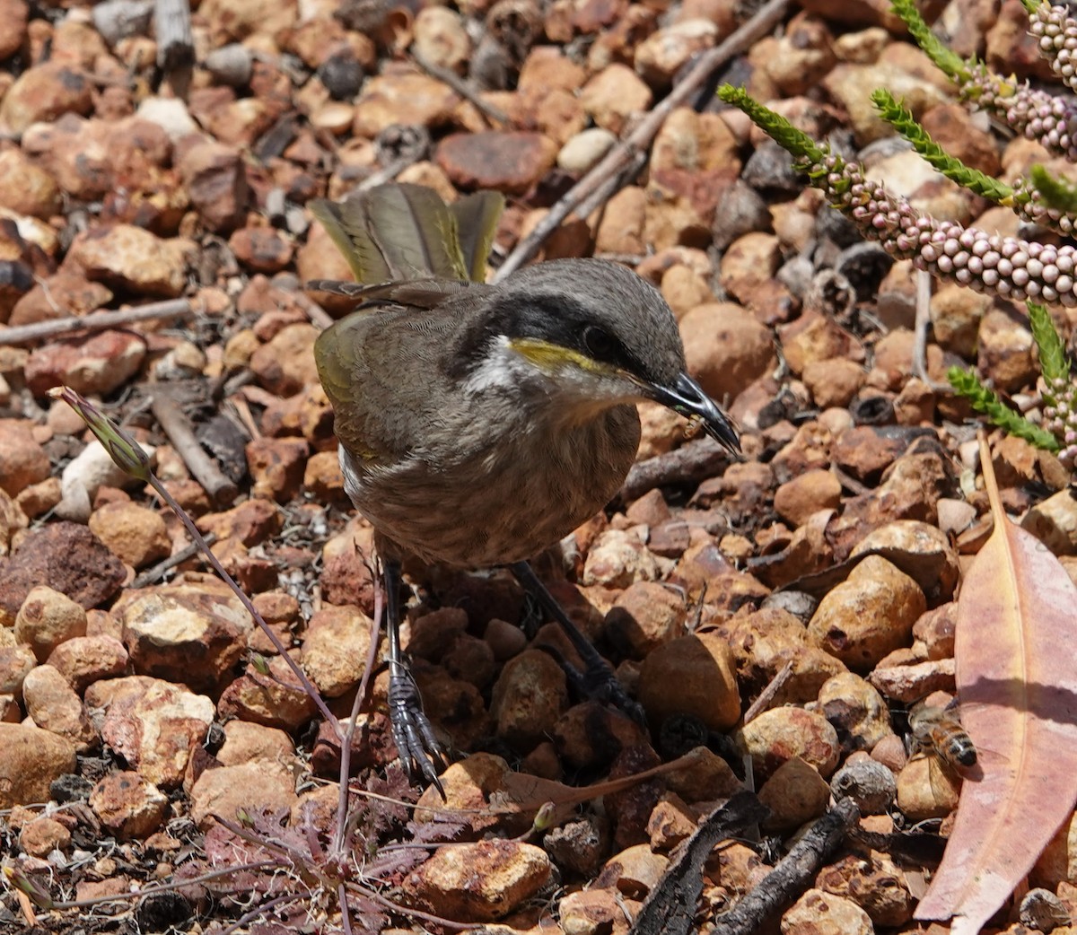 Singing Honeyeater - ML647141205