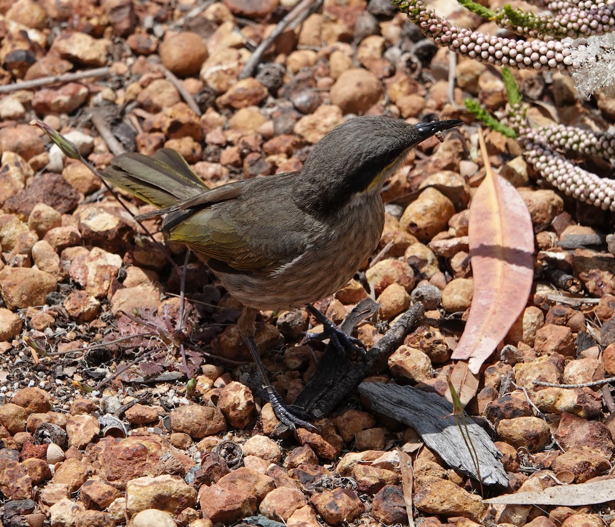 Singing Honeyeater - ML647141206