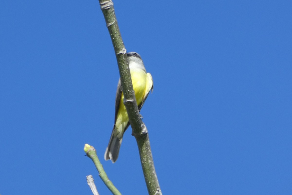 Tropical Kingbird - ML647141212