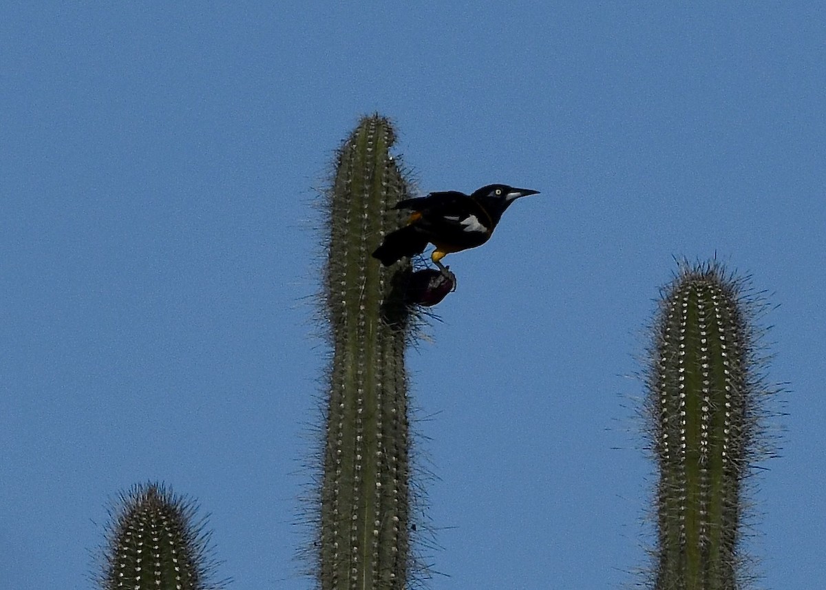 Трупіал венесуельський - ML647141213