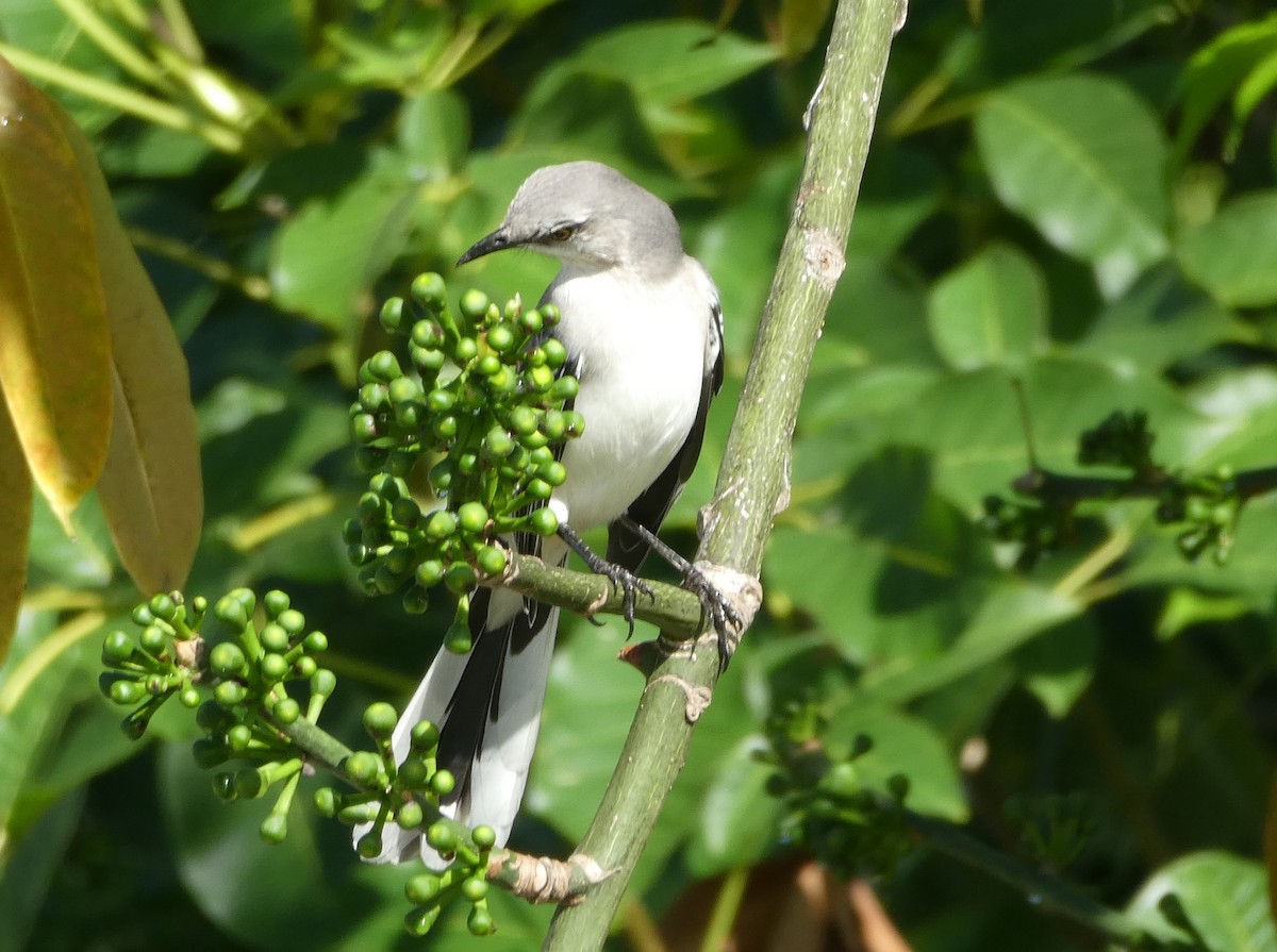 Tropical Mockingbird - ML647141215