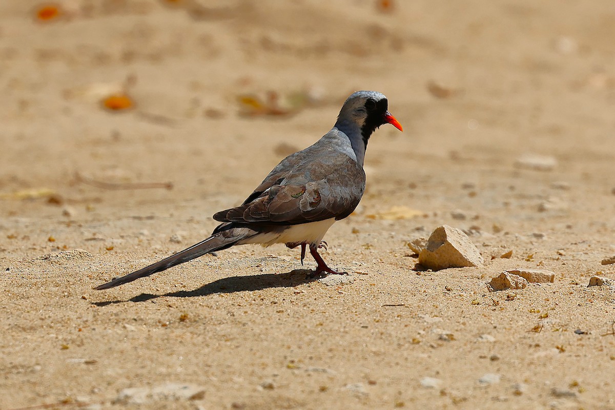 hrdlička kapská - ML647141216