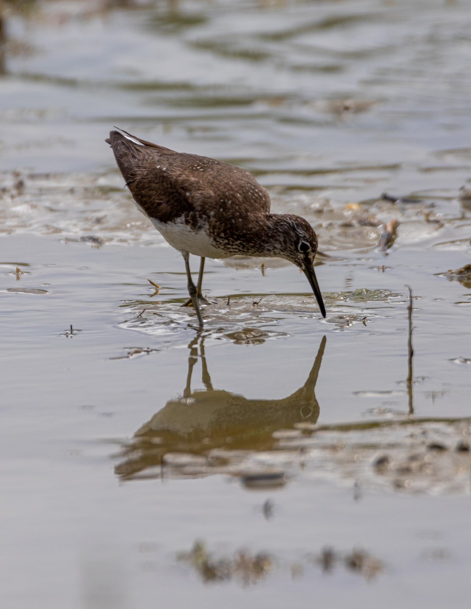 Green Sandpiper - ML647141219