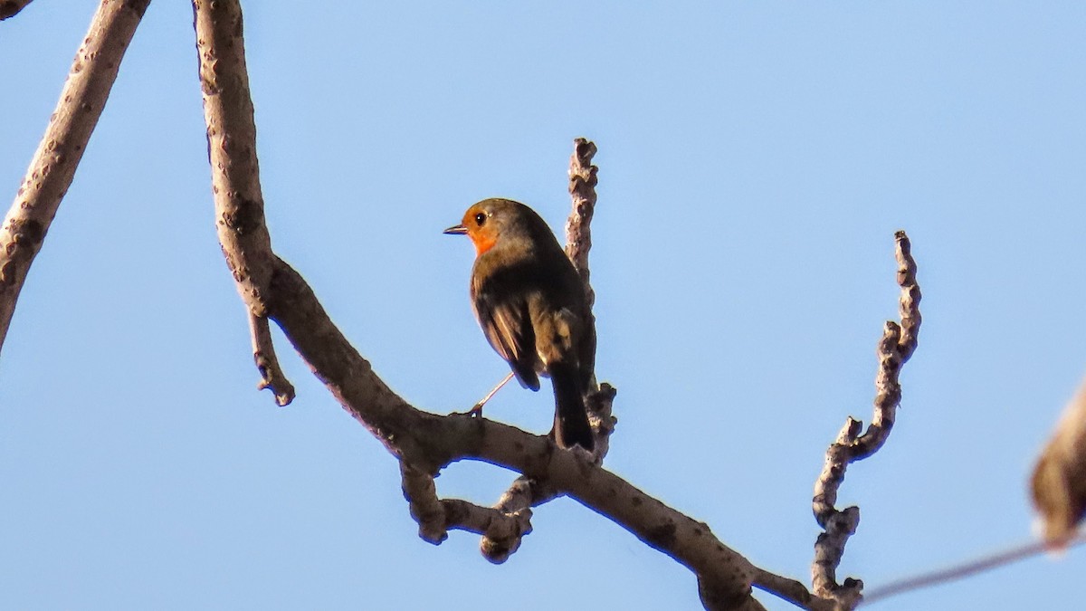 European Robin - ML647141225