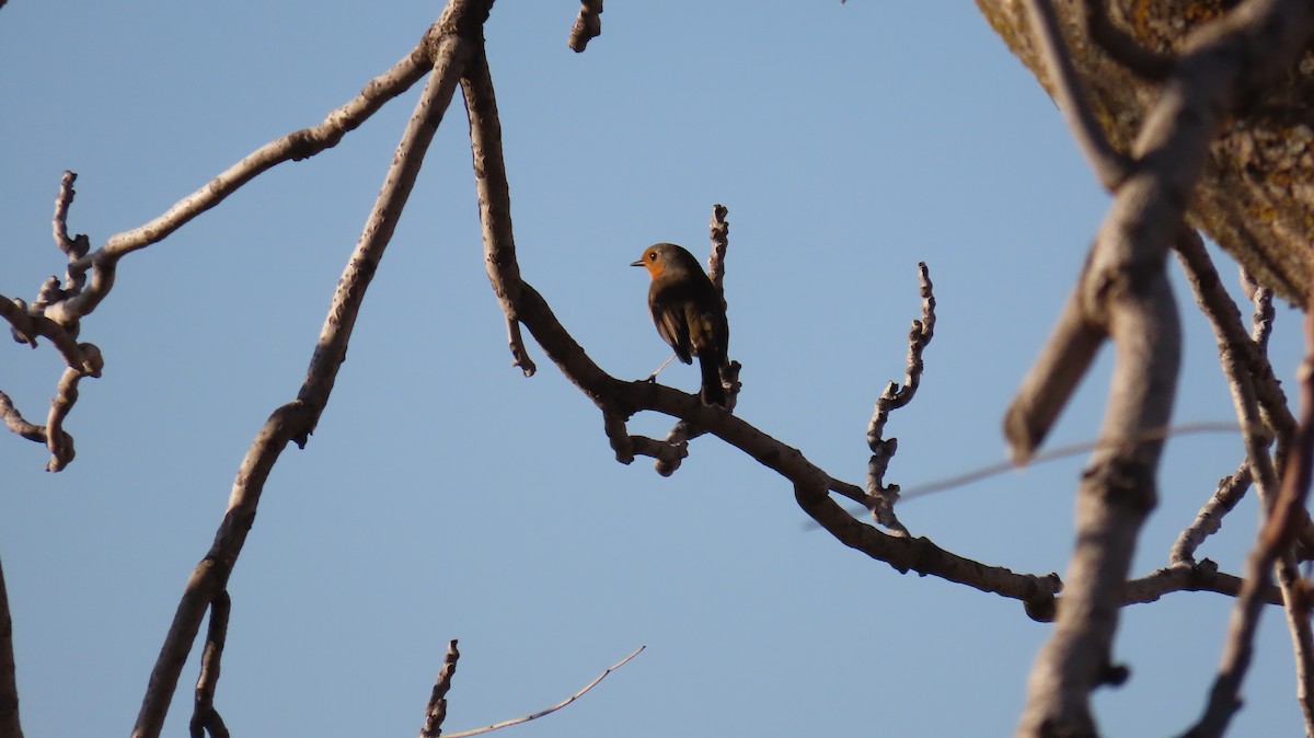 European Robin - ML647141226