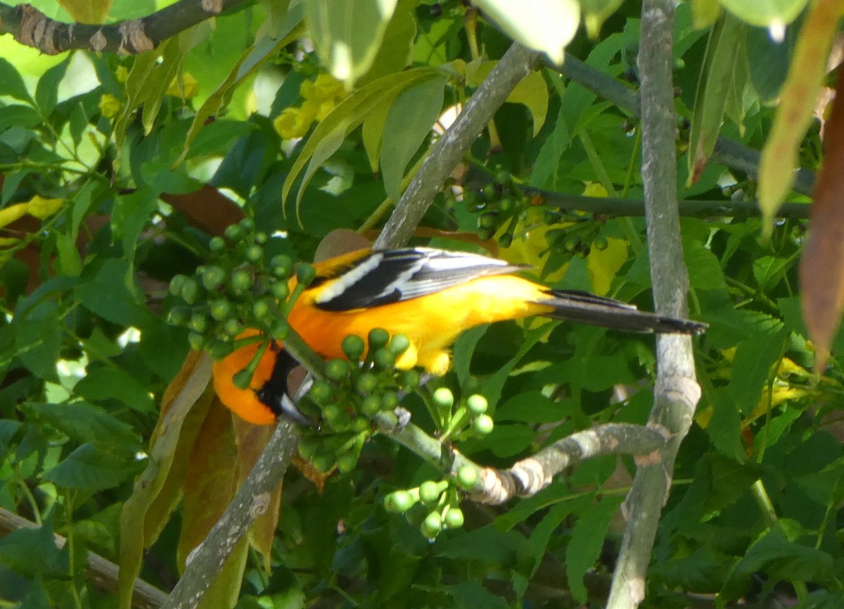 Orange Oriole - ML647141228