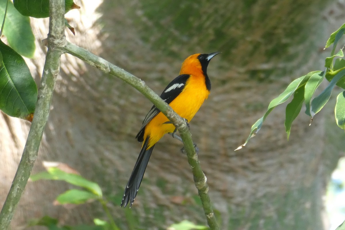 Hooded Oriole - ML647141229