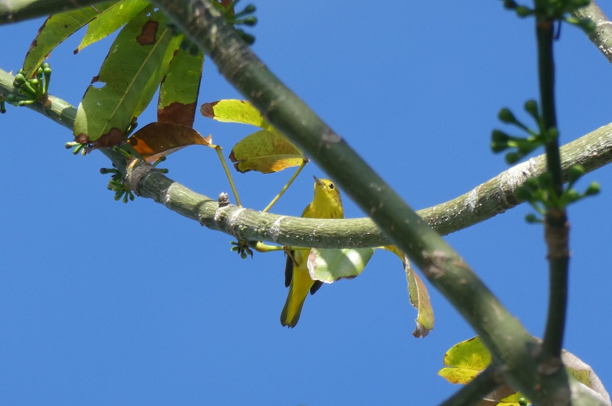 Northern Yellow Warbler - ML647141241