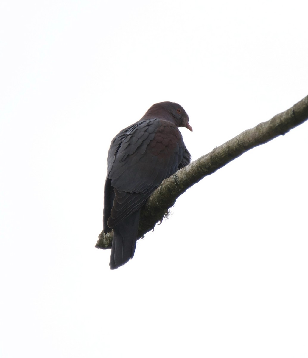 Red-billed Pigeon - ML647141248