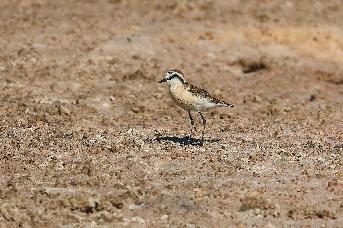 kulík africký - ML647141254