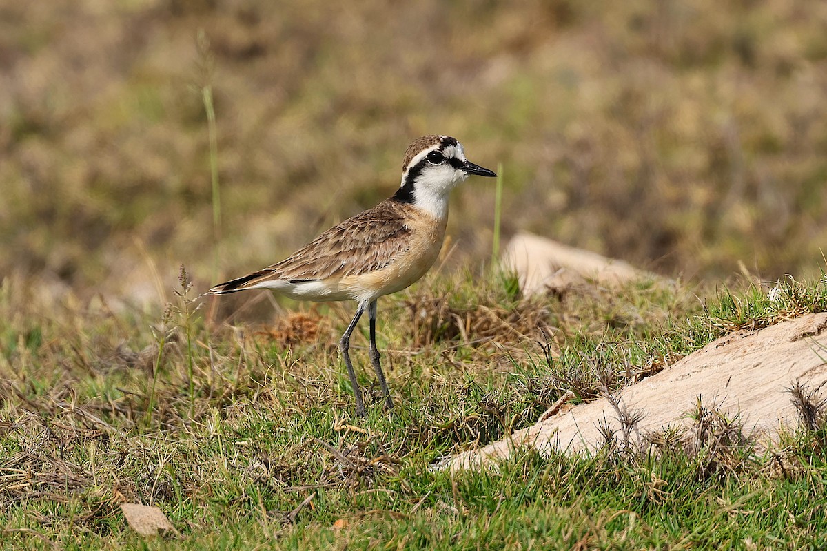 kulík africký - ML647141255