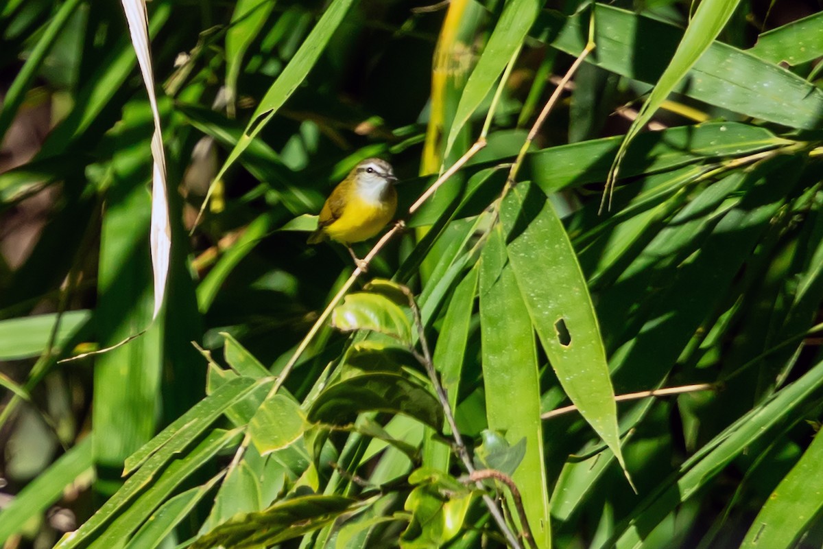 Yellow-bellied Warbler - ML647141268